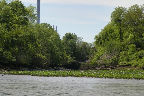 A view of Bristol Marsh from a kayak on the water. Industrial leftovers from former Rohm & Haas operation on the property can be seen in the background.
