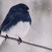 small black bird sits on wire in the snow