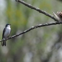 a tree swallow sits on a branch with a bit of nesting material in its beak