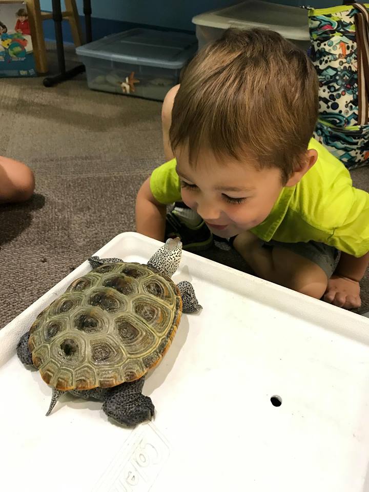 little boy getting nose to nose with diamond back terrapin