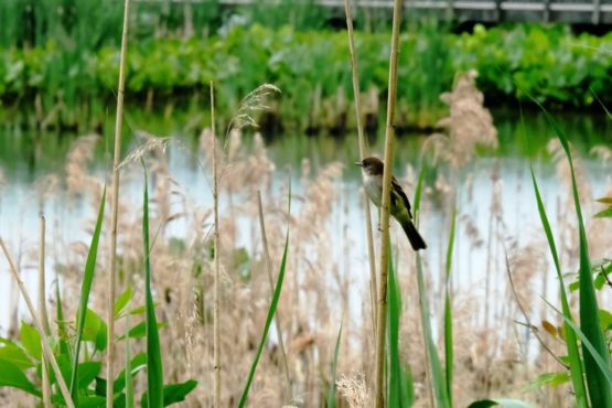 house sparrow on phragmites