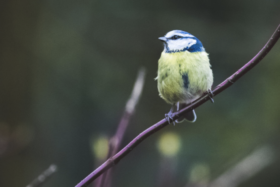 Birdwatching Delaware River Watershed