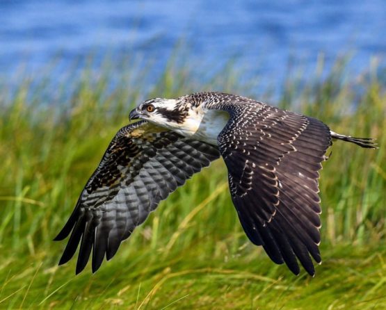 Pettys Island Birding