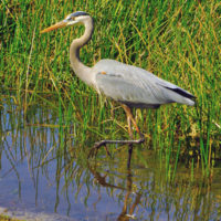 great blue heron by marsh land