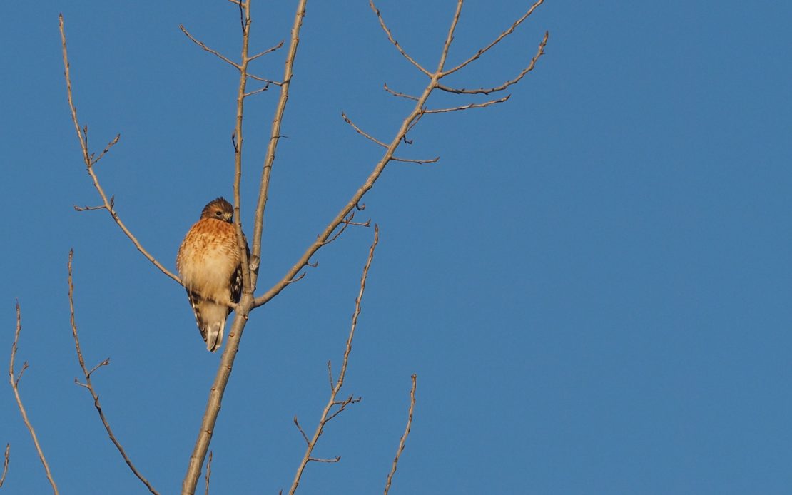 a hawk perches in a leafless tree