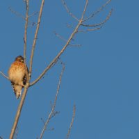 a hawk perches in a leafless tree