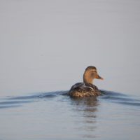 a water bird floats on a placid body of water